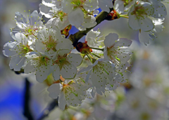さくらんぼの花が満開