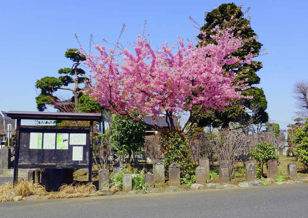 お寺の早咲き桜