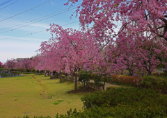 上平公園