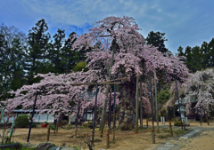 愛蔵寺の護摩ザクラ