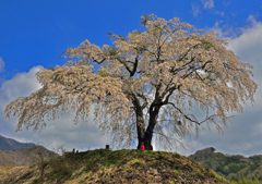 上発知のしだれ桜