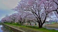 上尾の桜