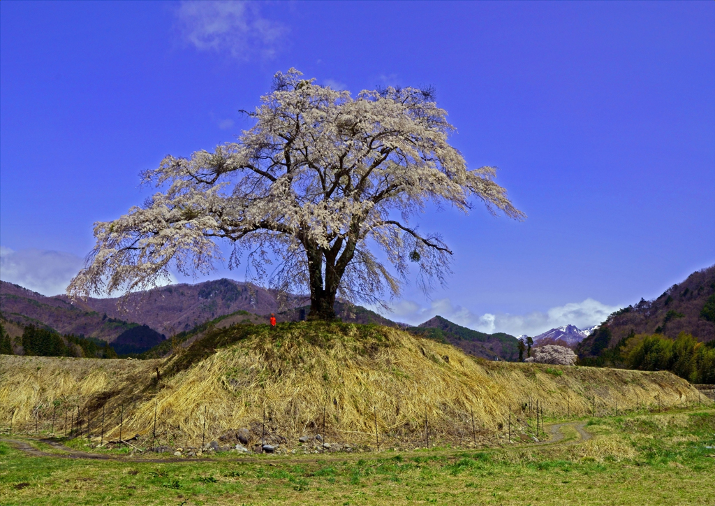 上発地の枝垂れ桜