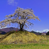 上発地の枝垂れ桜