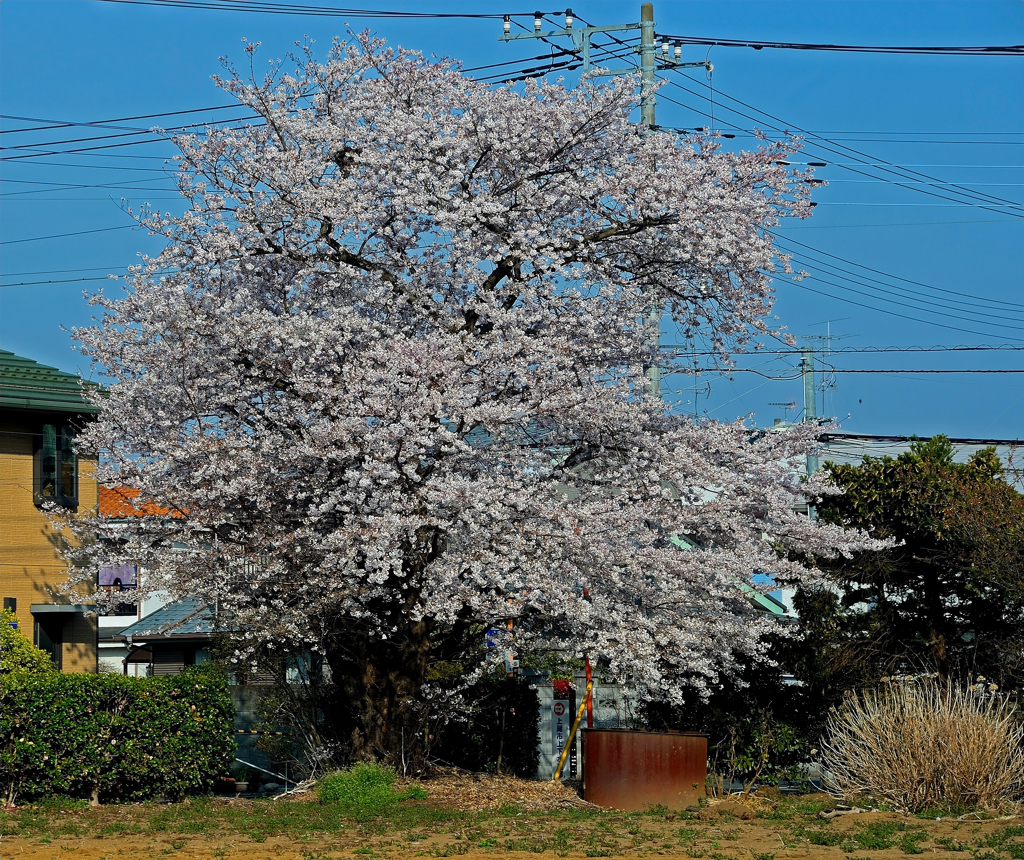 2017上尾の桜