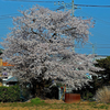 2017上尾の桜