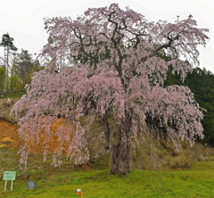 福田寺の糸桜