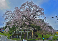 新殿神社の石割桜