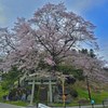 新殿神社の石割桜