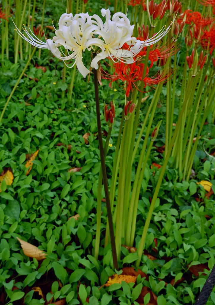 白い彼岸花