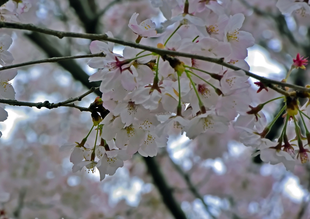 上尾の桜
