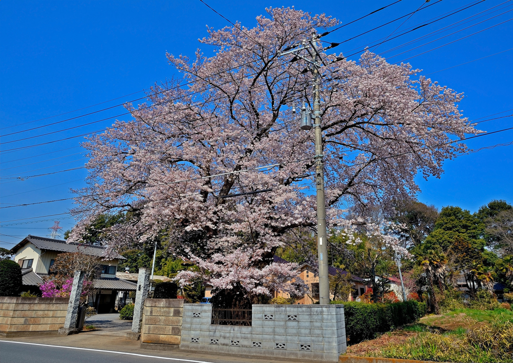 2017上尾の桜