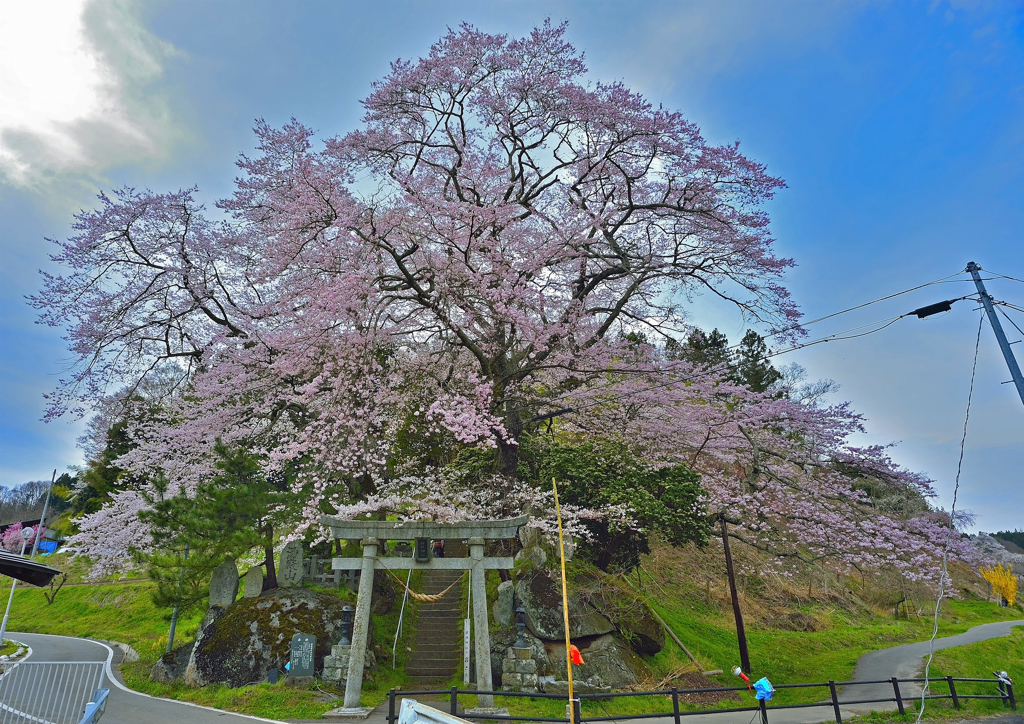 新殿神社の石割桜