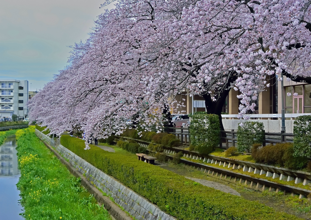 上尾の桜