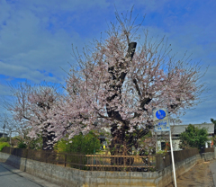 上尾の桜