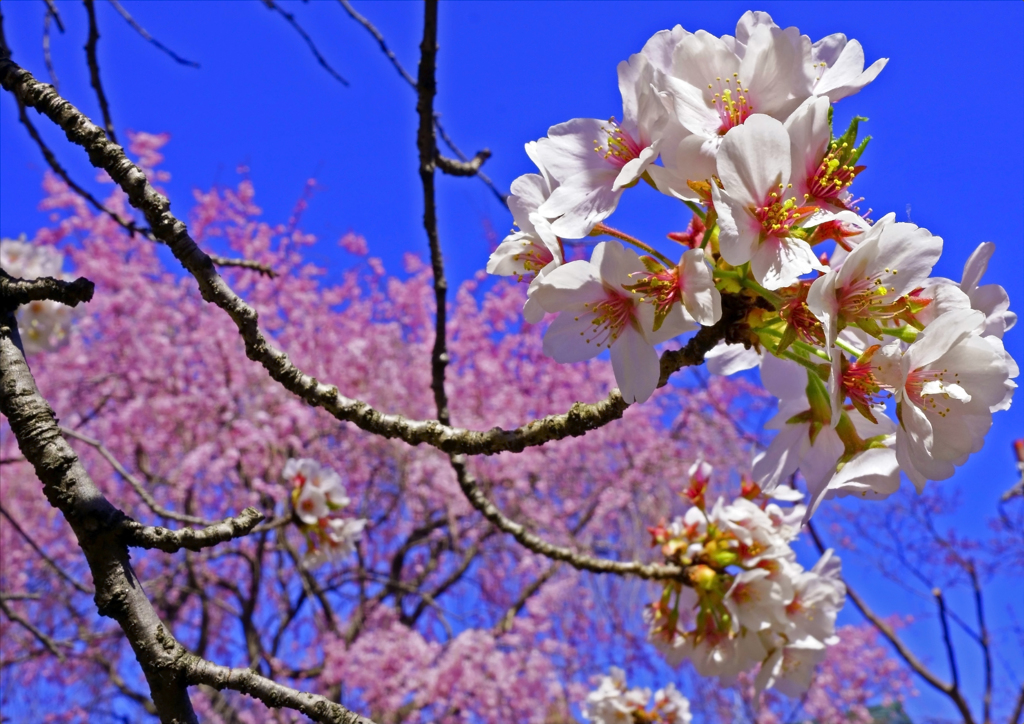 花が赤くなり散る