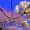花が赤くなり散る