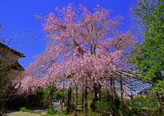 十連寺枝垂れ桜