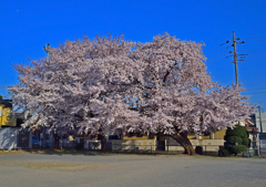 桜