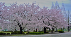 上尾の桜