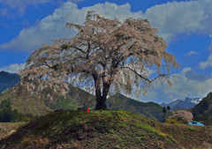 上発知の枝垂れ桜