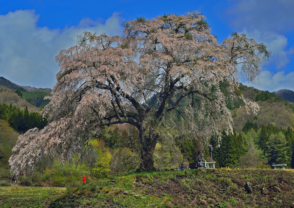 上発知の枝垂れ桜