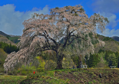 上発知の枝垂れ桜