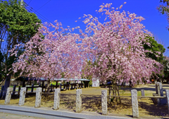 八合神社 枝垂れ桜