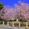 八合神社 枝垂れ桜