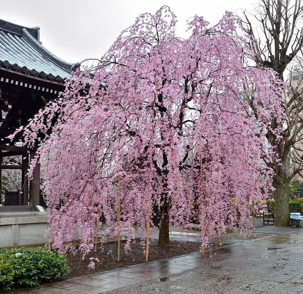 諏訪山吉祥寺