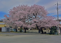 上尾の桜