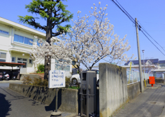 上尾市水道部のさくらんぼの木