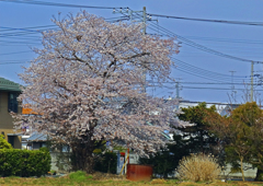 2017桜