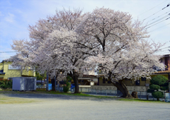 桜7分咲き