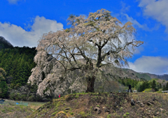 上発知のしだれ桜