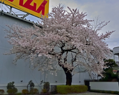 上尾の桜