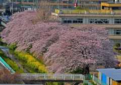 上尾の桜