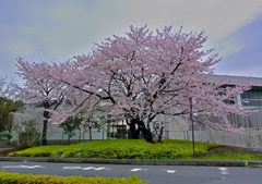 上尾の桜