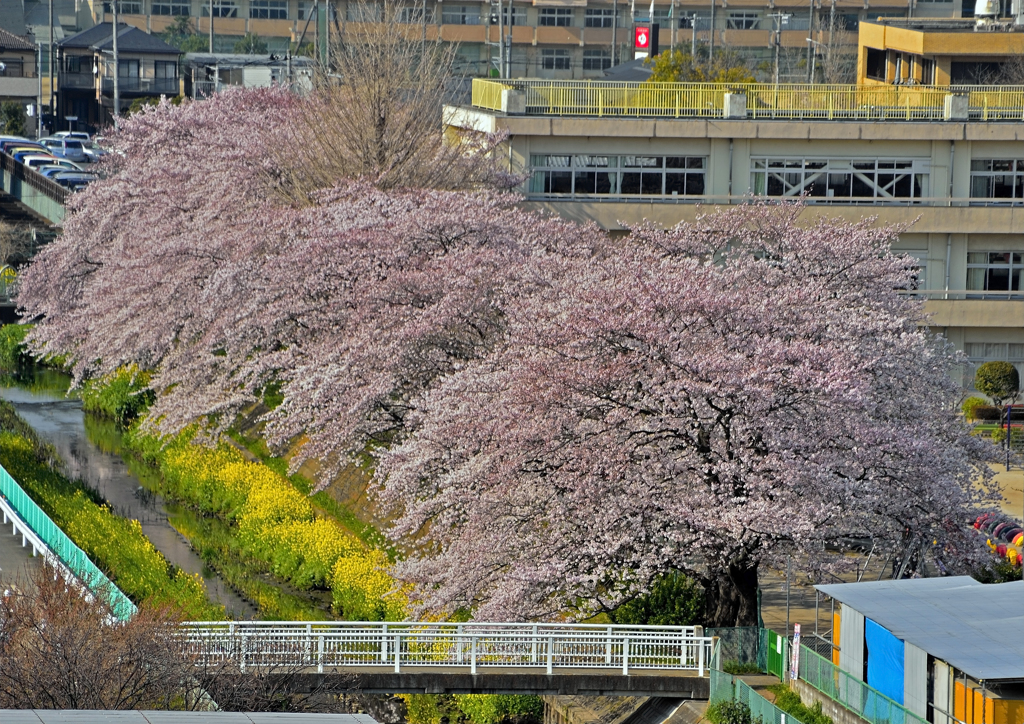 2015年桜