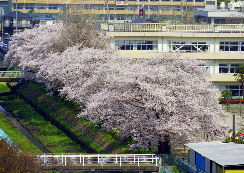 小学校の桜