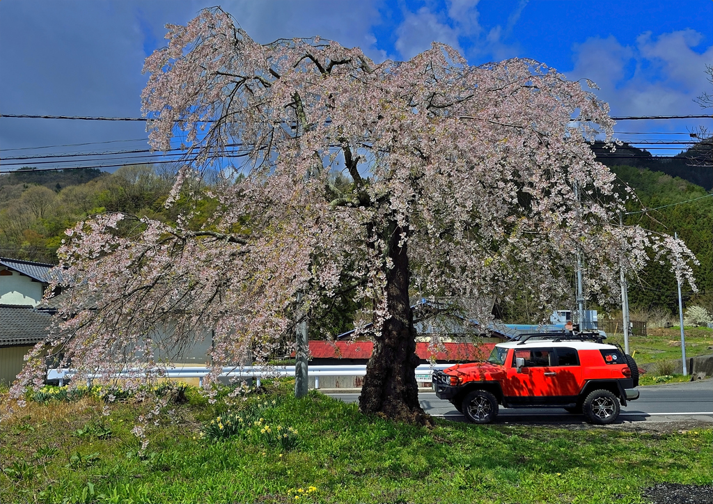 群馬の桜
