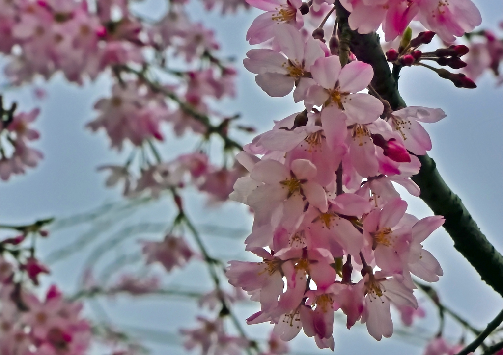 上尾の桜
