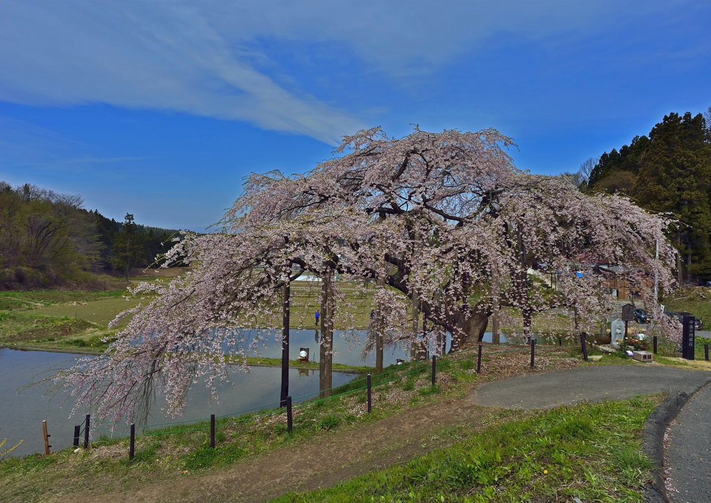 中島の地蔵桜