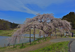 中島の地蔵桜
