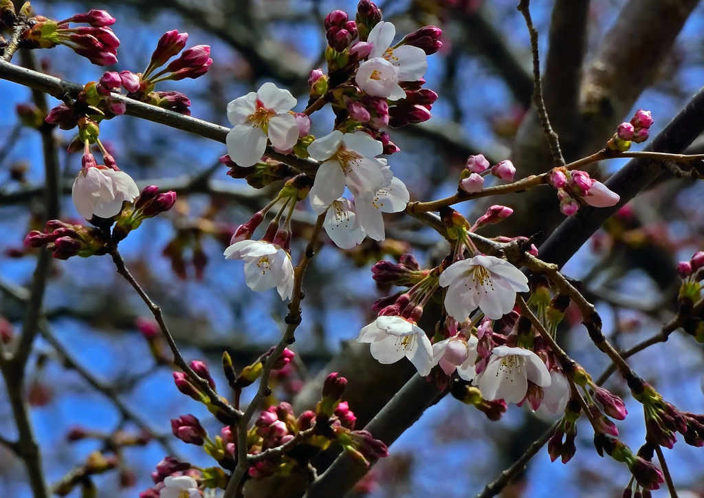 桜