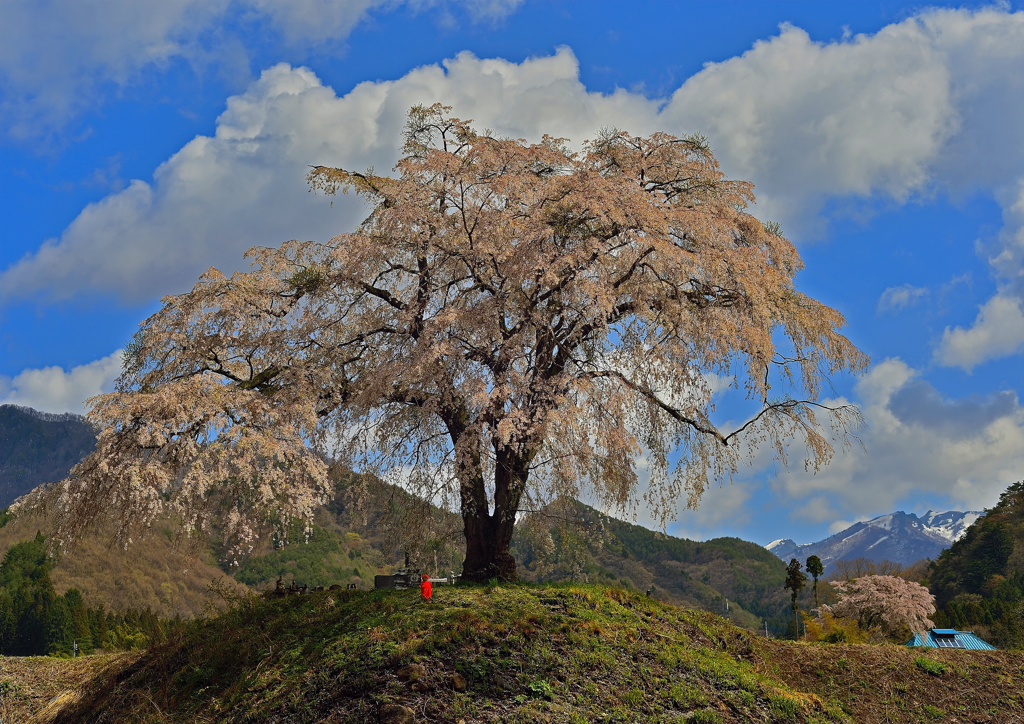 上発知枝垂れ桜 