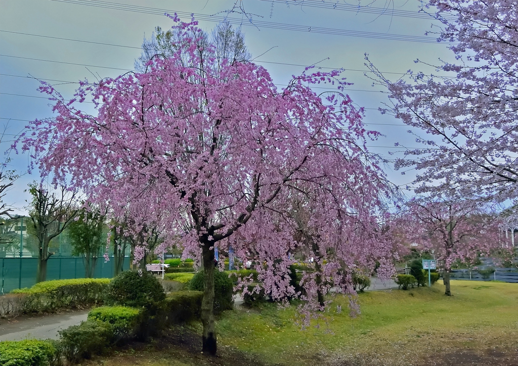 上尾の桜