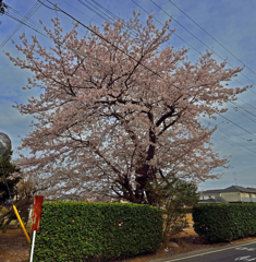 上尾の桜