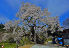 東和祭田の桜