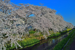 2015年桜